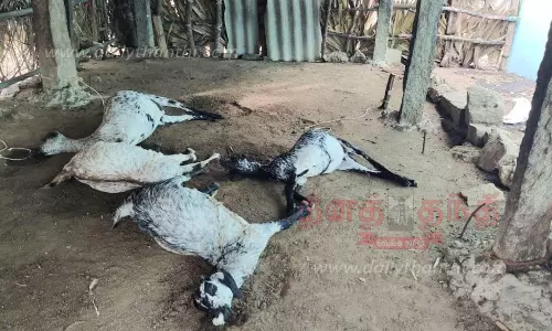 மின்னல் தாக்கி 4 ஆடுகள் பலி