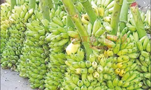 ஒரு செவ்வாழைத்தார் ரூ.1,000-க்கு ஏலம்