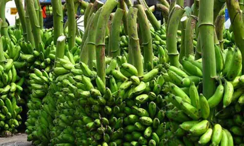 அந்தியூரில் ரூ.4 லட்சத்துக்கு வாழைத்தார் ஏலம் அந்தியூரில் ரூ.4 லட்சத்துக்கு வாழைத்தார் ஏலம்