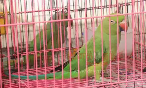 10 பச்சைக்கிளிகள் வனத்துறையினரிடம் ஒப்படைப்பு