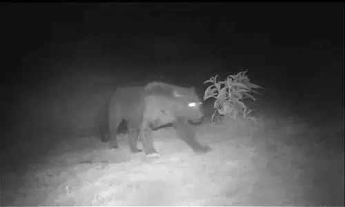 கோத்தகிரியில்  குடியிருப்பு பகுதியில் கருஞ்சிறுத்தை, கரடிகள் நடமாட்டம் - பொதுமக்கள் அச்சம்