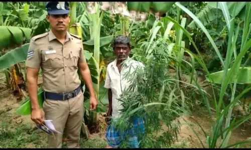 வாழைத்தோப்பில் கஞ்சா செடி வளர்த்த விவசாயி கைது