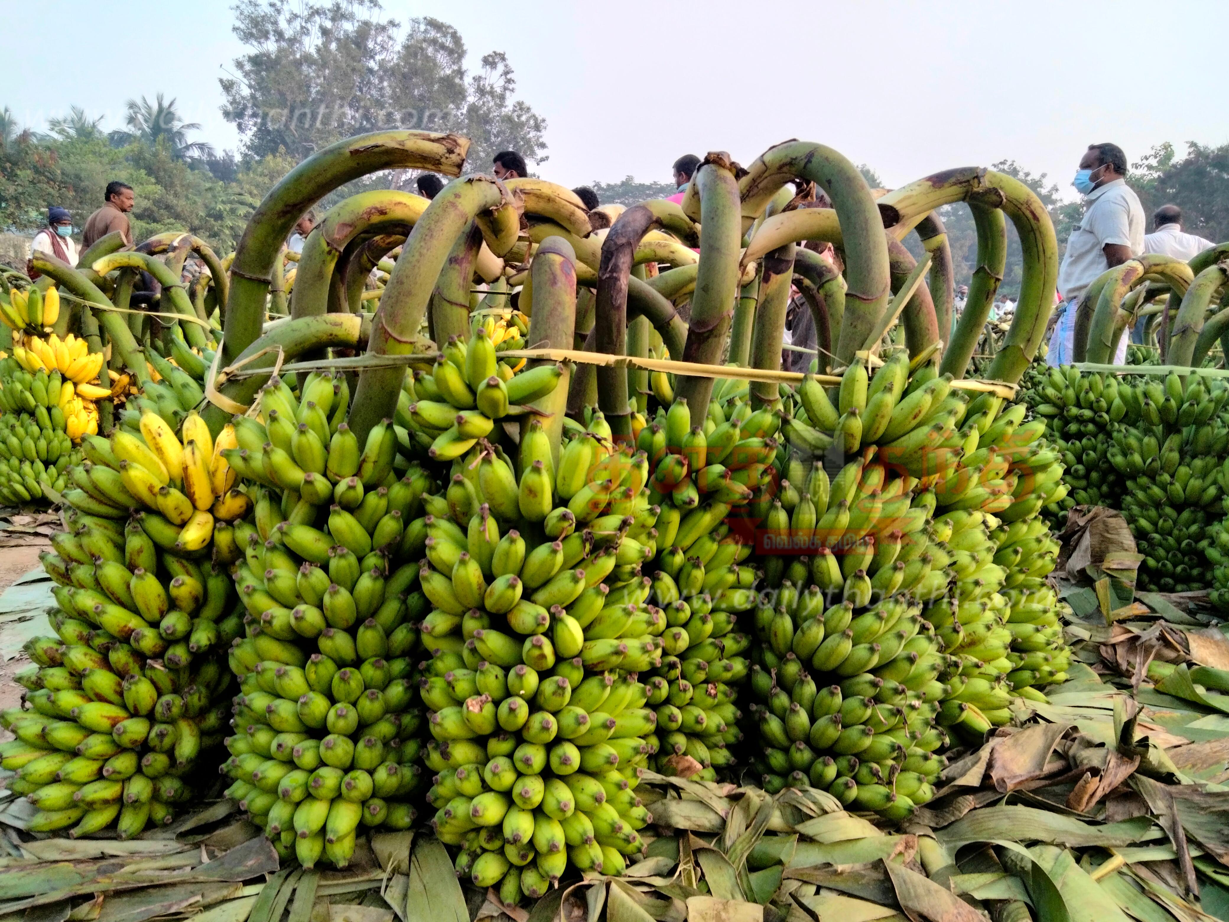 The price of bananas has dropped பரமத்திவேலூர் ஏல சந்தையில்வாழைத்தார்