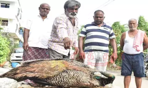 மின்சாரம் தாக்கி மயில் சாவு