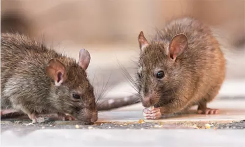 கஞ்சாவை எலிகள் தின்ற விவகாரம் - இருவர் விடுதலை கஞ்சாவை எலிகள் தின்ற விவகாரம் - இருவர் விடுதலை