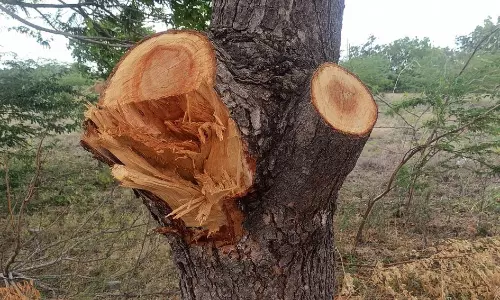 வேப்ப மரங்கள் வெட்டி கடத்தல்