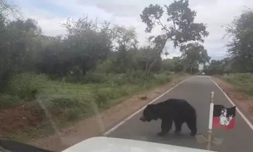 மசினகுடி - மாவனல்லா இடையே எம்.எல்.ஏ. காரை மறித்த கரடியால் பரபரப்பு