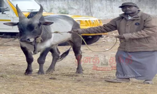 நாட்டு காளையை விற்க எதிர்ப்பு