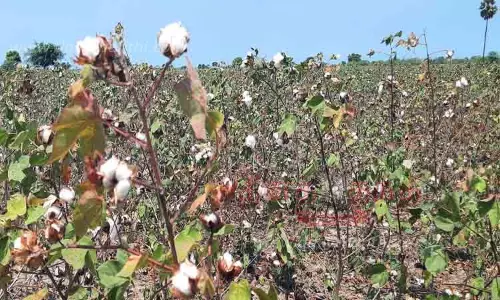 விலை வீழ்ச்சியால் செடிகளில் பறிக்கப்படாமல் வீணாகும் பருத்தி