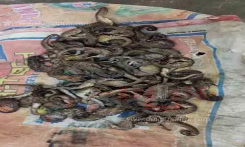 கடல் குதிரைகள் கடத்தியவர் கைது