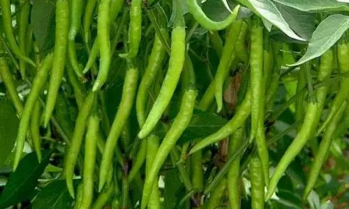 மிளகாய் கிலோ ரூ.110-க்கு விற்பனை