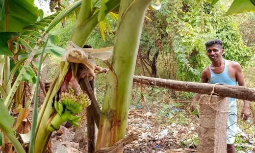 மரத்தின் நடுவில் குலை தள்ளிய வாழை