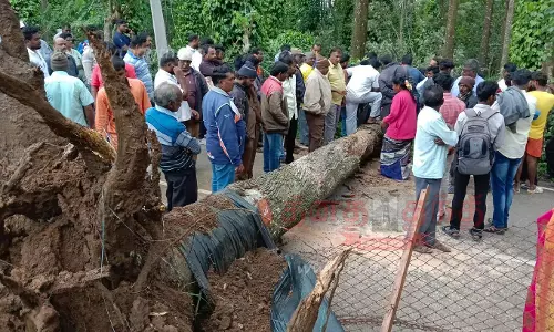 ஏற்காடு மலைப்பாதையில் குறுக்கே விழுந்த ராட்சத மரம்