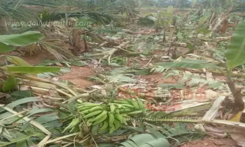 தோட்டத்தில் புகுந்து காட்டுயானைகள் அட்டகாசம்-500 வாழைகள், 20 தென்னை மரங்கள் நாசம் தோட்டத்தில் புகுந்து காட்டுயானைகள் அட்டகாசம்-500 வாழைகள், 20 தென்னை மரங்கள் நாசம்