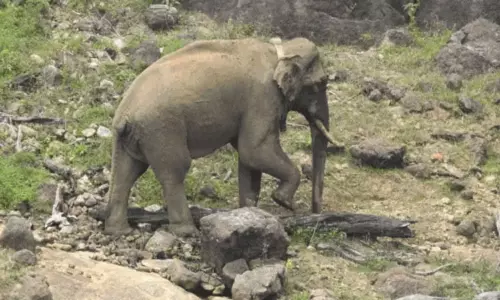 அரிக்கொம்பன் யானையை மீண்டும் கேரளாவில் விடக்கோரிய வழக்கு தள்ளுபடி - சுப்ரீம் கோர்ட்டு உத்தரவு