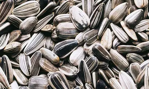 ரூ.16 லட்சத்திற்கு சூரியகாந்தி விதை ஏலம்