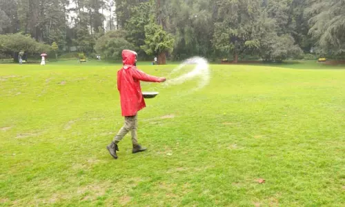 ஊட்டியில் தாவரவியல் பூங்கா புல்வெளியில் யூரியா உரம் தூவும் பணிகள் தீவிரம்