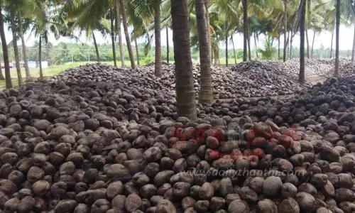 கொப்பரை உற்பத்தி பாதிப்பால் தோட்டங்களில் தேங்காய்கள் தேக்கம்