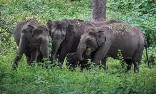 விளை நிலத்திற்குள் புகுந்து காபி செடிகளை நாசமாக்கிய  காட்டுயானைகள்
