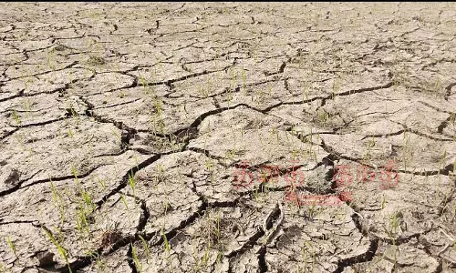 5 ஆயிரம் ஏக்கர் நெற்பயிர்கள் கருகும் அபாயம்