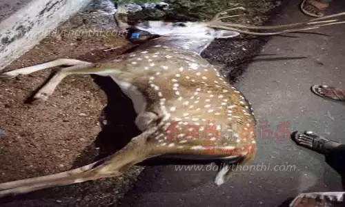 வாகனம் மோதி புள்ளிமான் சாவு வாகனம் மோதி புள்ளிமான் சாவு