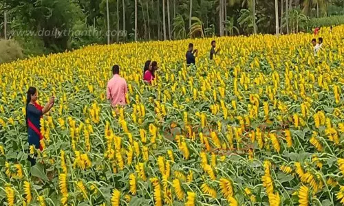 தென்காசி அருகே பூத்துக்குலுங்கும் சூரியகாந்தி பூக்கள் தென்காசி அருகே பூத்துக்குலுங்கும் சூரியகாந்தி பூக்கள்
