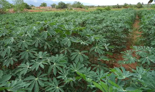 பரமத்தி வட்டாரத்தில் மரவள்ளியை தாக்கும் செம்பேனை கட்டுப்படுத்துவது எப்படி?