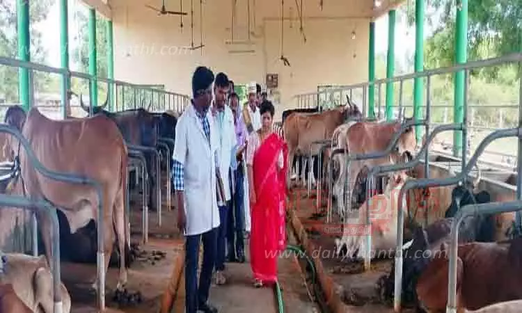 செட்டிநாடு கால்நடை பண்ணையில் கலெக்டர் ஆய்வு செட்டிநாடு கால்நடை பண்ணையில் கலெக்டர் ஆய்வு