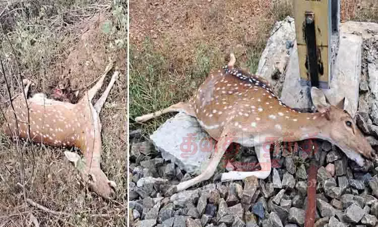 ரெயிலில் அடிபட்டு 2 புள்ளிமான்கள் சாவு