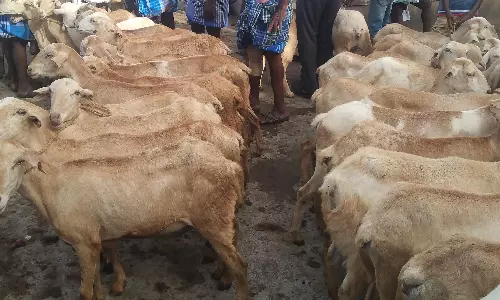 கன்னிவாடி சந்தையில் ஆடுகள் விற்பனை மந்தம்