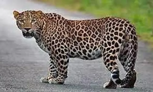 பந்தலூர் அருகே பசுமாட்டை அடித்துக் கொன்ற சிறுத்தை பந்தலூர் அருகே பசுமாட்டை அடித்துக் கொன்ற சிறுத்தை