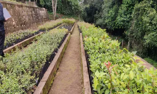 கோத்தகிரி லாங்வுட் சோலை நர்சரியில்  விவசாயிகளுக்கு வழங்க 15 ஆயிரம் நாற்றுகள் தயார்