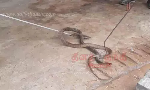 வீட்டிற்குள் புகுந்த பாம்பு