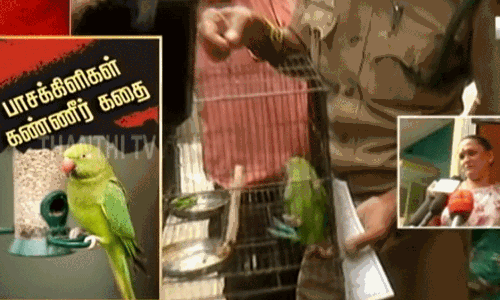 வீட்டில் வளர்க்கப்பட்ட கிளிகளை பறிமுதல் செய்த அதிகாரிகள்... கிளிகள் நடத்திய பாசப்போராட்டம்