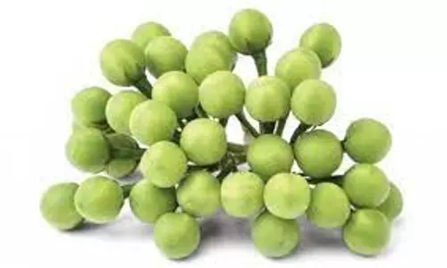 வரத்து குறைந்ததால்சுண்டைக்காய் விலை ஒரே நாளில் கிலோ ரூ.10 உயர்வுவிவசாயிகள் மகிழ்ச்சி