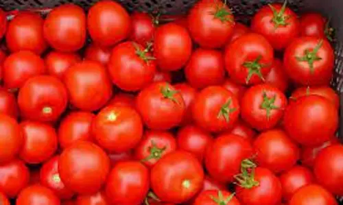 சேலத்தில்தக்காளி கிலோ ரூ.90-க்கு விற்பனைவரத்து தொடங்கியதால் விலை குறைந்தது