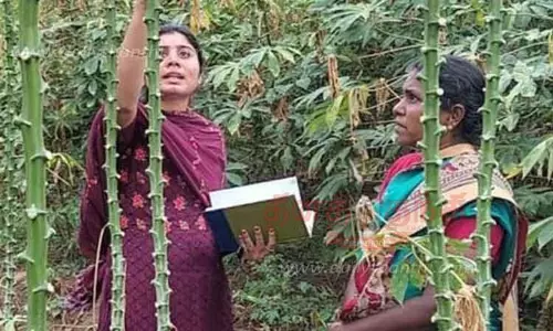 தினத்தந்தி செய்தி எதிரொலிமரவள்ளிக்கிழங்கு தோட்டங்களில் வேளாண்மை அதிகாாி ஆய்வு