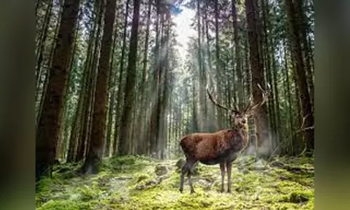 ரூ.120 கோடியில் பீதரில் பிளாக் பக் மான்கள் சரணாலயம்