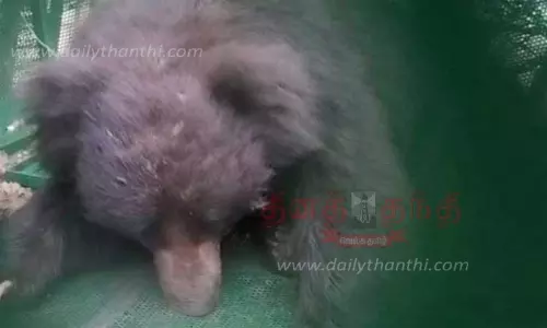 தொடர் அட்டகாசம் செய்த 2 கரடிகள் பிடிபட்டன தொடர் அட்டகாசம் செய்த 2 கரடிகள் பிடிபட்டன