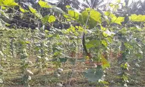 காய்கறி சாகுபடி தொழில்நுட்ப பயிற்சி காய்கறி சாகுபடி தொழில்நுட்ப பயிற்சி