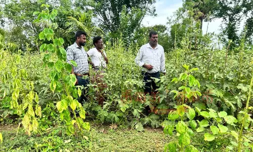 வெண்டை அறுவடை பணிகள்