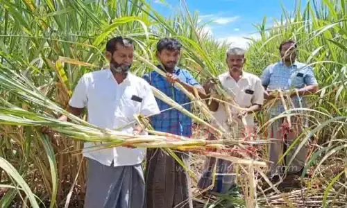 திருப்பாச்சேத்தியில் காட்டுப்பன்றிகளால் கரும்பு விவசாயம் பாதிப்பு