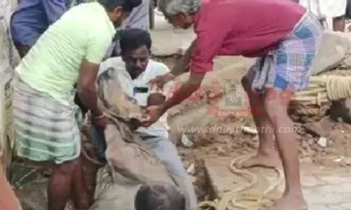 வாறுகாலில் விழுந்த கன்றுக்குட்டி மீட்பு