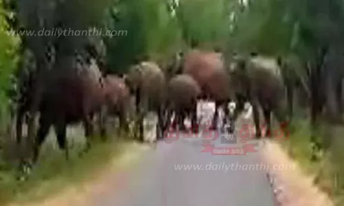 ரோட்டில் உலா வந்த காட்டு யானை கூட்டம் ரோட்டில் உலா வந்த காட்டு யானை கூட்டம்