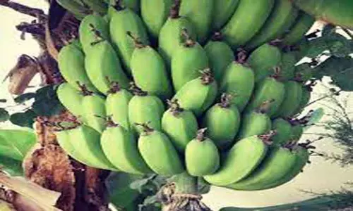 கோபியில் ரூ.5¾ லட்சத்துக்கு வாழைத்தார் விற்பனை