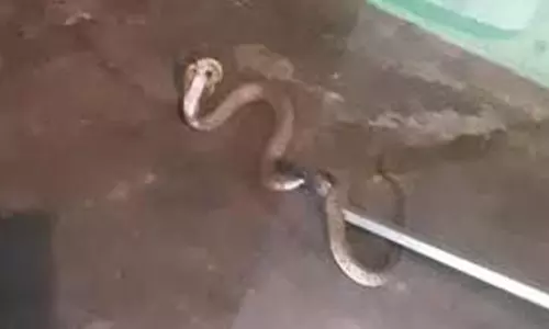 மறைமலைநகர் அருகே வீட்டுக்குள் புகுந்த 6 அடி நீள பாம்பு