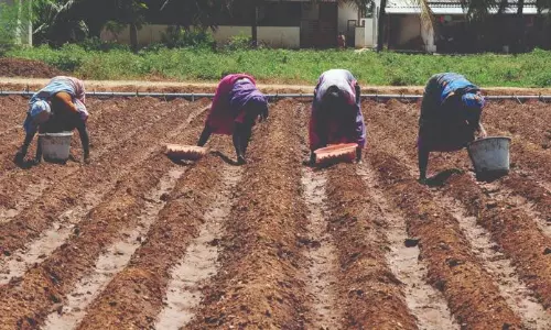 சின்னவெங்காயம் நடவு  பணி தீவிரம்