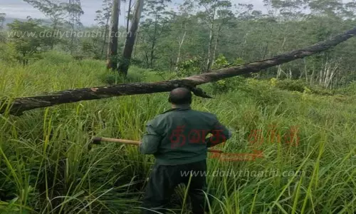 மின் கம்பிகள் மீது மரங்கள் விழுந்தன மின் கம்பிகள் மீது மரங்கள் விழுந்தன