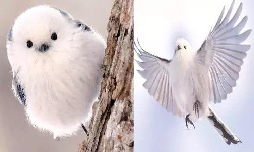 பருத்தி பஞ்சு போல தோற்றமளிக்கும் பறவை பருத்தி பஞ்சு போல தோற்றமளிக்கும் பறவை