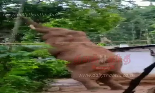 பலாப்பழம் பறித்த காட்டு யானை பலாப்பழம் பறித்த காட்டு யானை